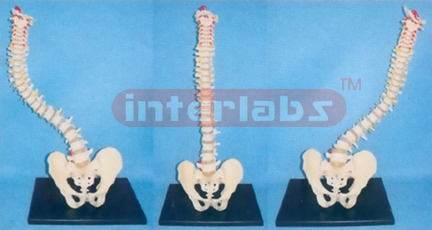 BIG ADVANCED AND FLEXIBLE VERTEBREA MODEL WITH PELVIS ASSEMBLABLE AND CHANGING ARBITRARILY